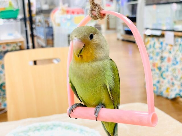 コザクラインコ（小桜インコ）