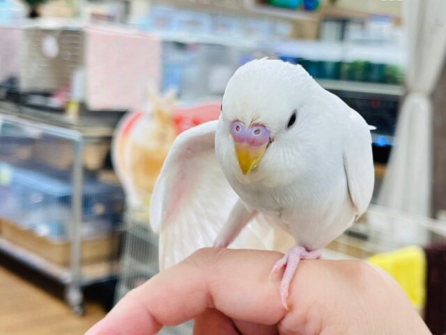 セキセイインコ