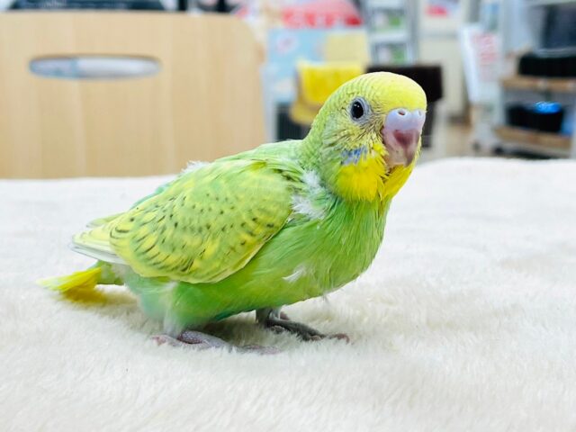 セキセイインコ