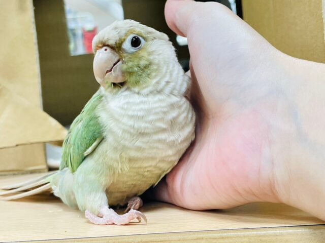 ホオミドリウロコインコ