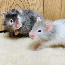 どちらのカラーにも魅力がたくさん詰まってます🐹セーブルハムスター（男の子）