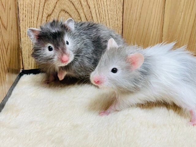 どちらのカラーにも魅力がたくさん詰まってます🐹セーブルハムスター（男の子）