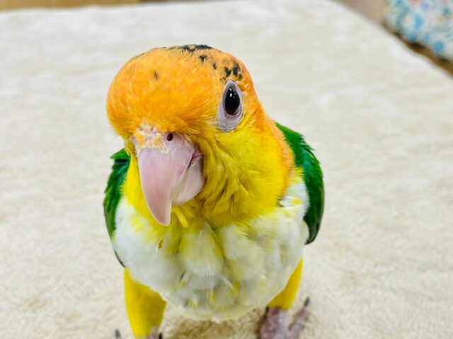 シロハラインコ