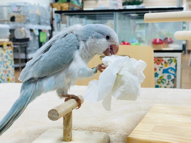 オキナインコ