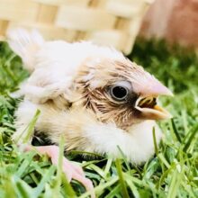 茶白の淡い天使がやってきました～♪　十姉妹