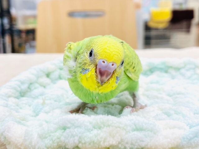 セキセイインコ