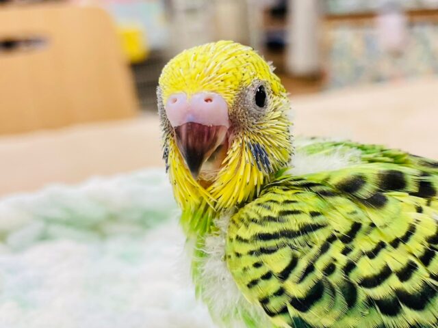 セキセイインコ