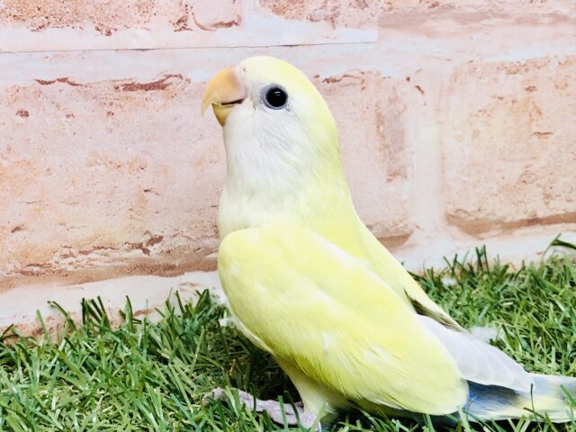 【最新画像更新☆☆】ゴージャスに可憐なカラーです♪♪　コザクラインコ