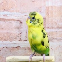 【最新画像更新☆☆】ほわ～お空からあわ玉がくる～　セキセイインコ
