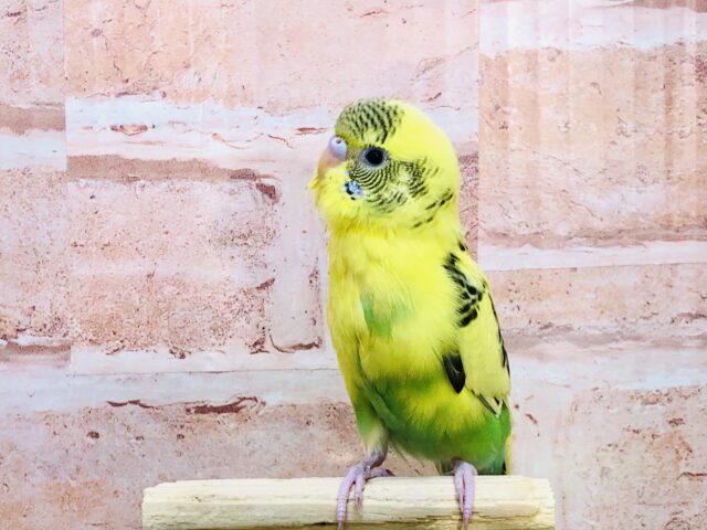 【最新画像更新☆☆】ほわ～お空からあわ玉がくる～　セキセイインコ