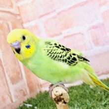 【最新画像更新☆☆】これぞセキセイインコ！！　セキセイインコ
