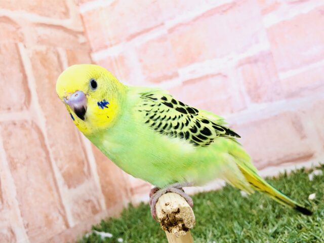 【最新画像更新☆☆】これぞセキセイインコ！！　セキセイインコ