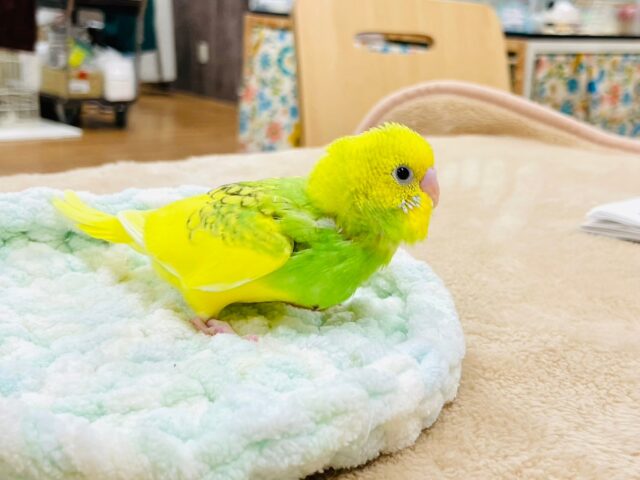 セキセイインコ