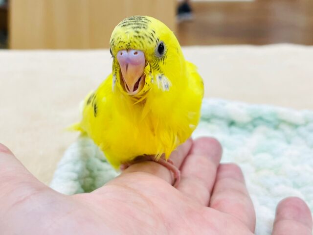 セキセイインコ