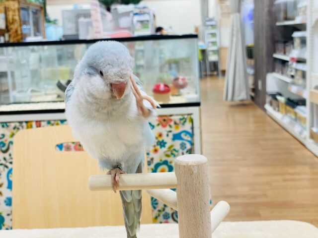 オキナインコ