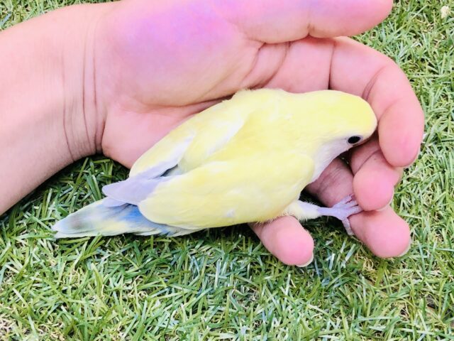 コザクラインコ（小桜インコ）