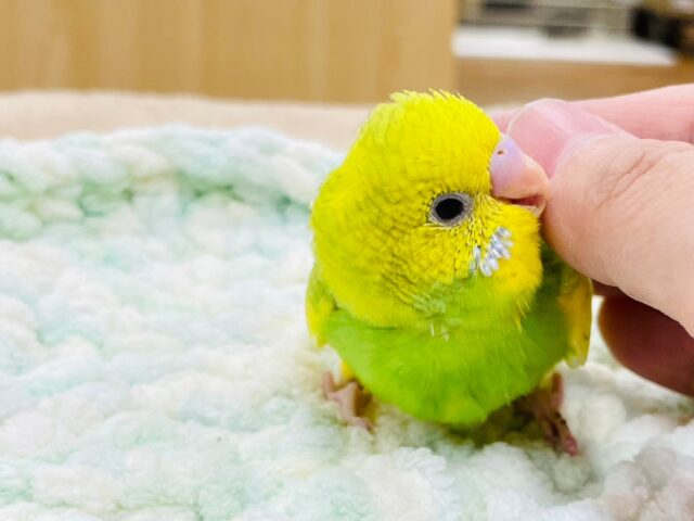 セキセイインコ