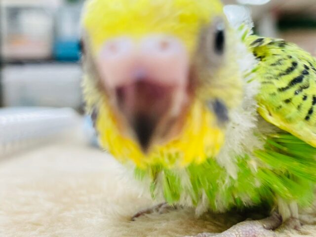 セキセイインコ