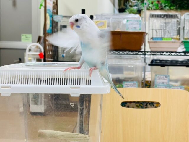 セキセイインコ