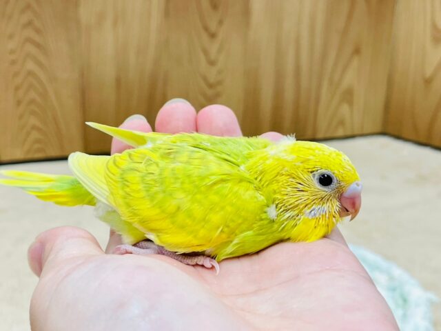 セキセイインコ