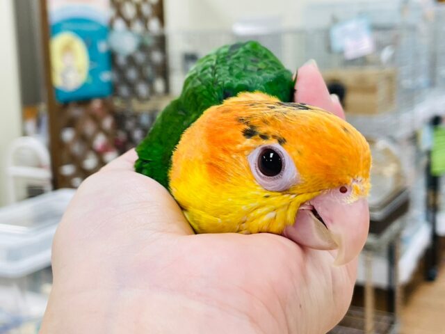 シロハラインコ