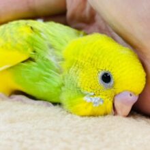 【最新画像更新🪄】るんるん気分で駆け回る🎵セキセイインコ（パイド）ヒナ