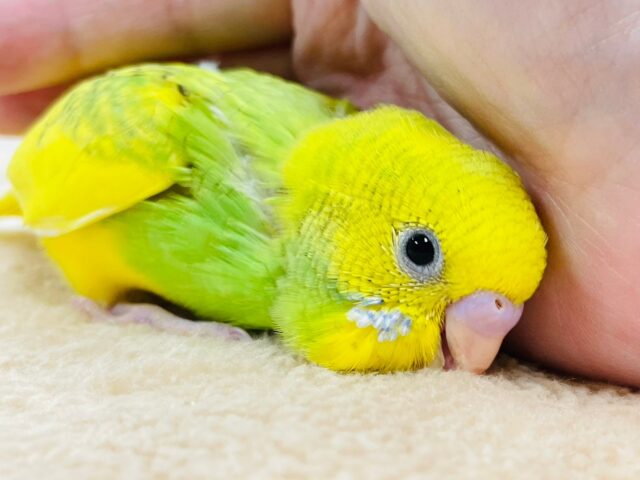 【最新画像更新🪄】るんるん気分で駆け回る🎵セキセイインコ（パイド）ヒナ