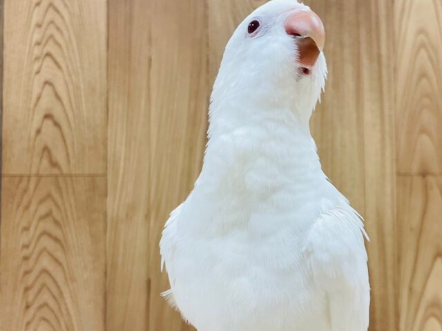 オキナインコ