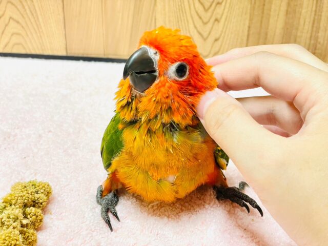 コガネメキシコインコ