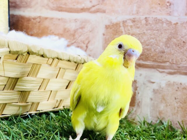 セキセイインコ