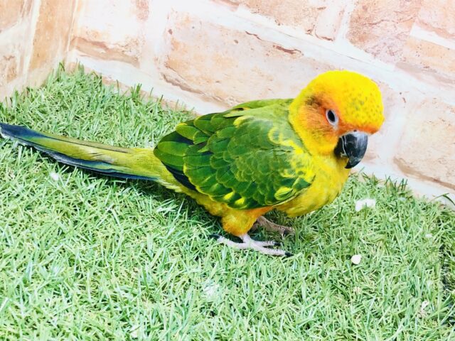 コガネメキシコインコ