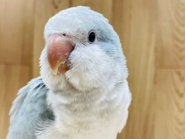 綺麗なカラーの甘えんぼっ♡オキナインコ（ブルーオパーリン）