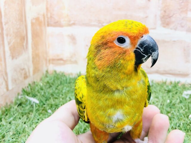 コガネメキシコインコ