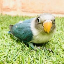 【最新画像更新☆☆】人気のボッちゃんだよ～　ボタンインコ