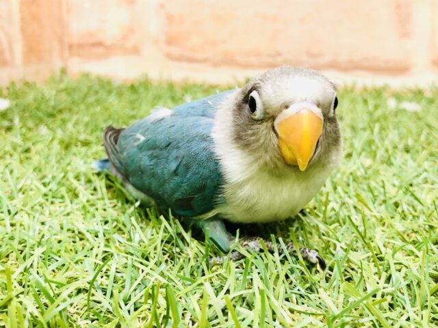 【最新画像更新☆☆】人気のボッちゃんだよ～　ボタンインコ