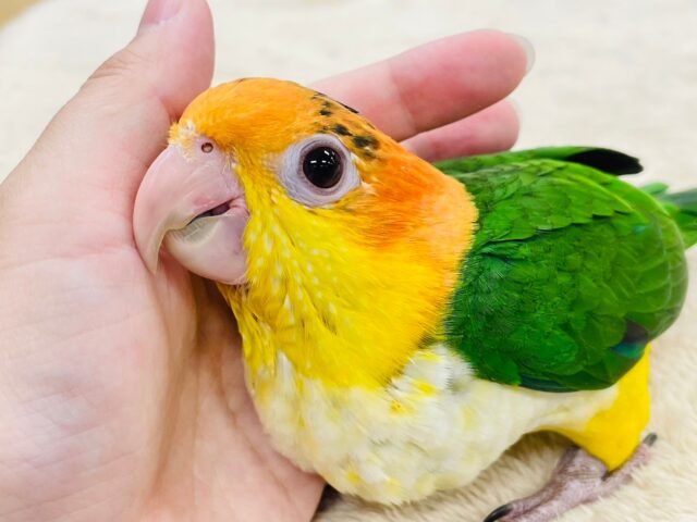 シロハラインコ