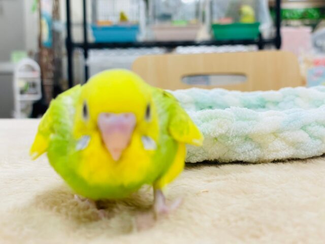 セキセイインコ