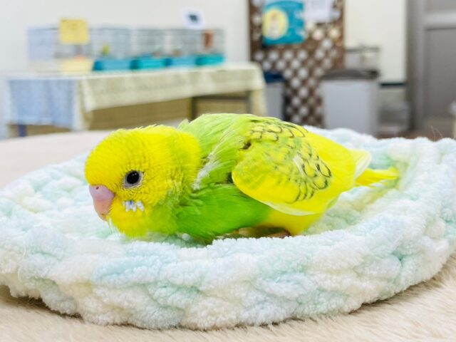 セキセイインコ