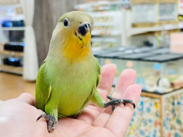 コザクラインコ（小桜インコ）