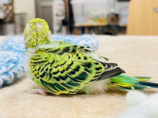 セキセイインコ