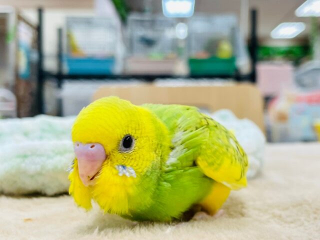 セキセイインコ