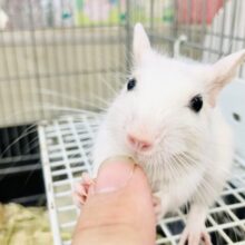 つかんだら離さないゾ💗　デグー