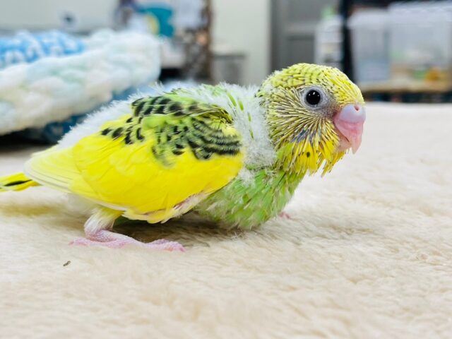 セキセイインコ