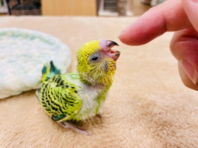 セキセイインコ