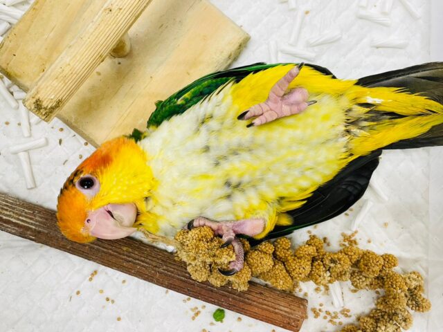 シロハラインコ