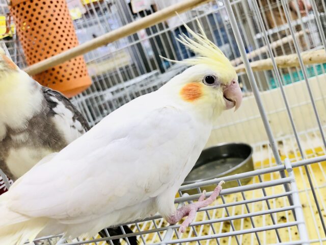 ちょっとツンデレ！？　オカメインコ