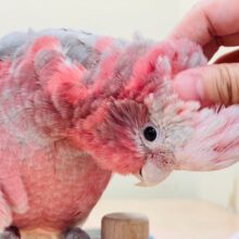 【最新画像更新🪄】初々しい桃色の鳥さんです！モモイロインコ（若鳥）