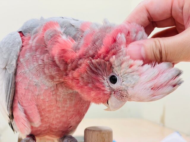 モモイロインコ