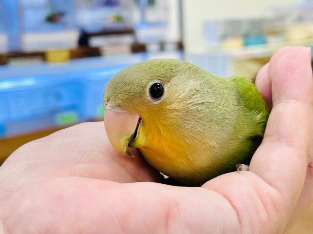 コザクラインコ（小桜インコ）