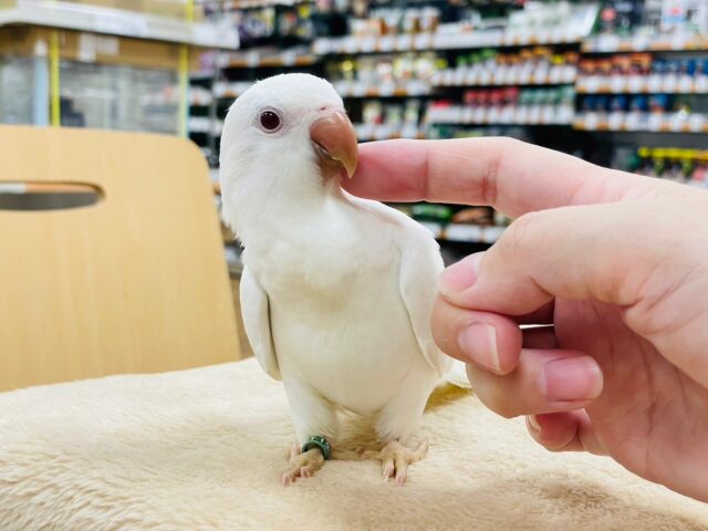 オキナインコ